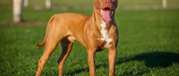 red nose pitbull cover