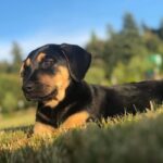 rotweiler lab mix cover