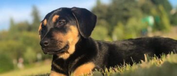 rotweiler lab mix cover