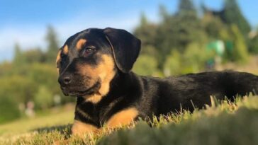 rotweiler lab mix cover