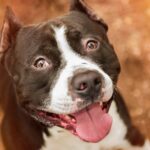 wie viel kostet ein pittbull cover