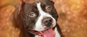 wie viel kostet ein pittbull cover
