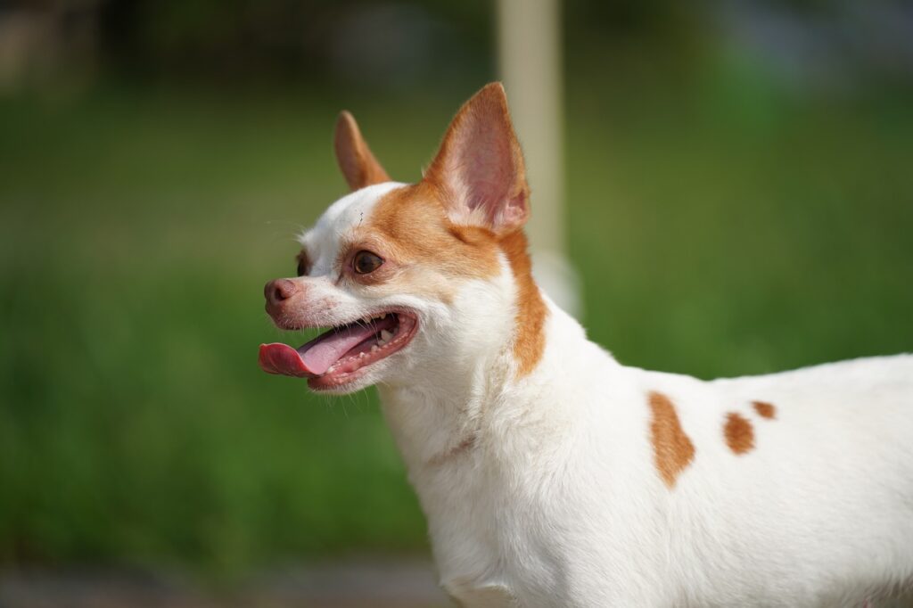 Zähne Chihuahua