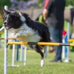Agility Hürde