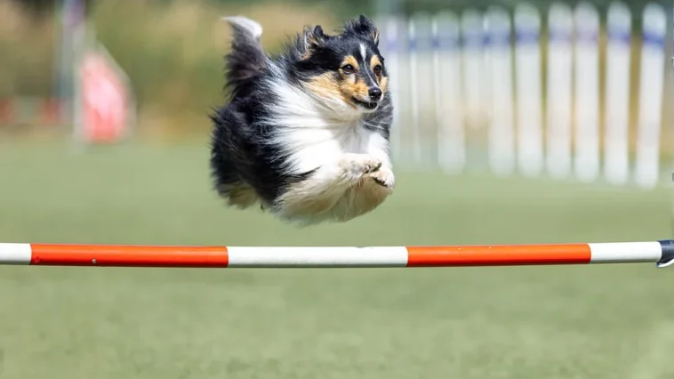 Hundesport