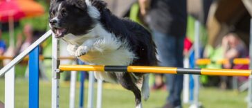 Agility Hürde
