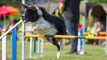 Agility Hürde