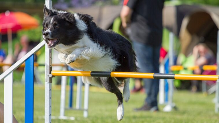 Agility Hürde