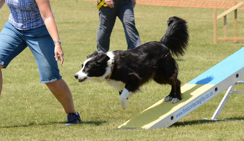 Agility Wippe
