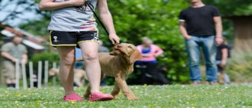 Blindenhund