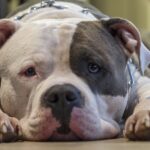 Futtermittelallergie