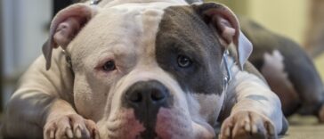 Futtermittelallergie