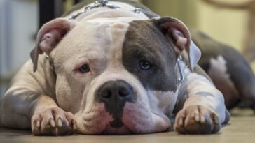 Futtermittelallergie