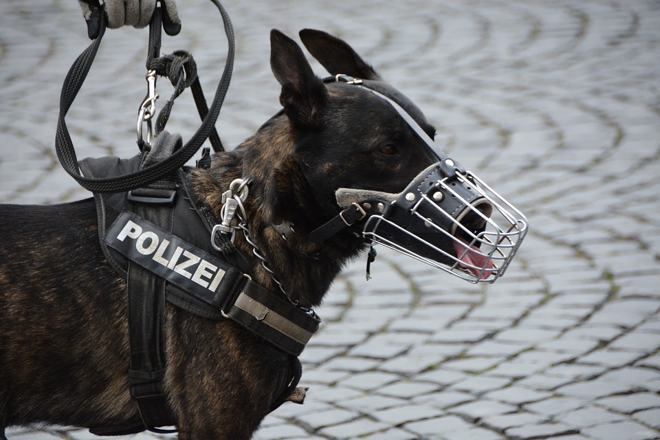 Malinois Polizei