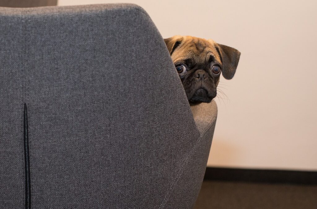 Hund verreisen