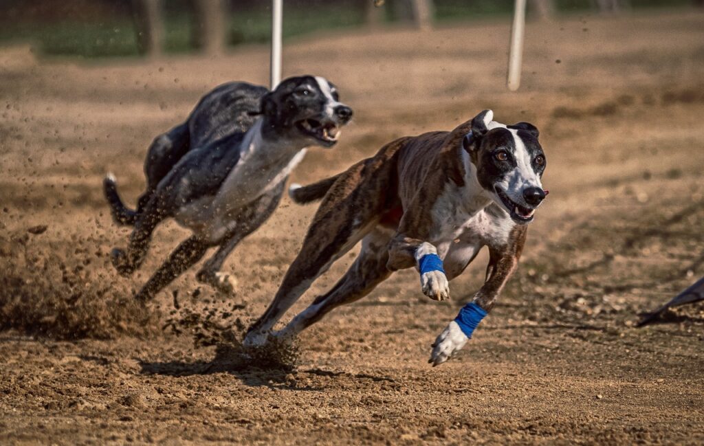 Hundesport