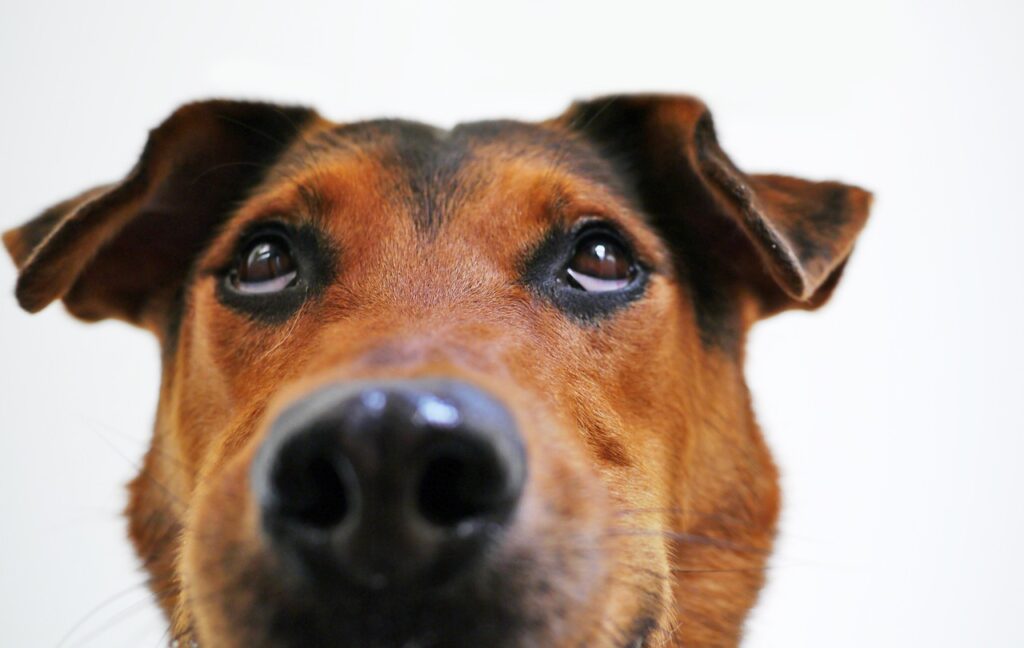 Fragender Hundeblick im Hundetraining: War das Kommando eindeutig genug?

