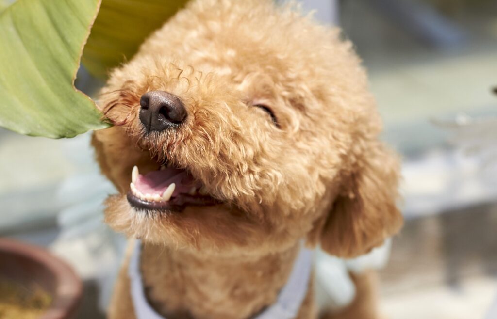 Hunde verreisen