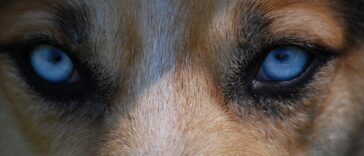 Wie aus dem Wolf der Hund wurde