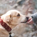 Hundekrankheiten
