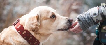 Hundekrankheiten