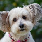Bandscheibenvorfall Hunde