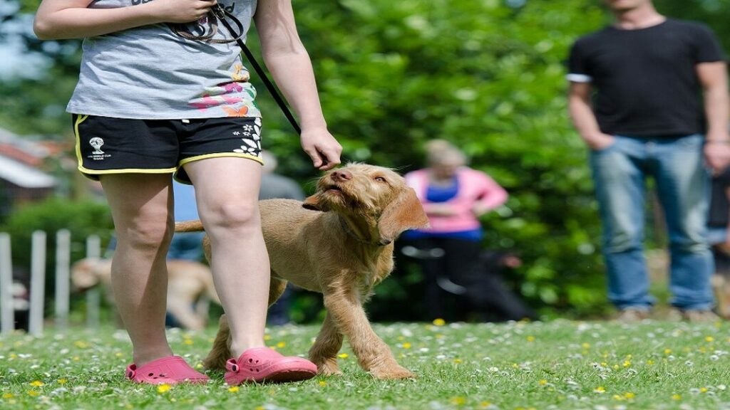 Hundesport