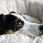 Futtermittelallergie