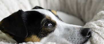 Futtermittelallergie