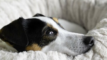 Futtermittelallergie