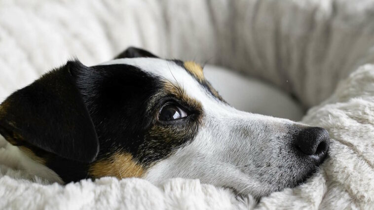 Hund Ist Unruhig Und Wechselt Ständig Den Platz Hund ist unruhig und wechselt ständig den Platz - Achtung!