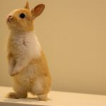 Kaninchen Beschäftigung