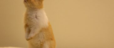 Kaninchen Beschäftigung