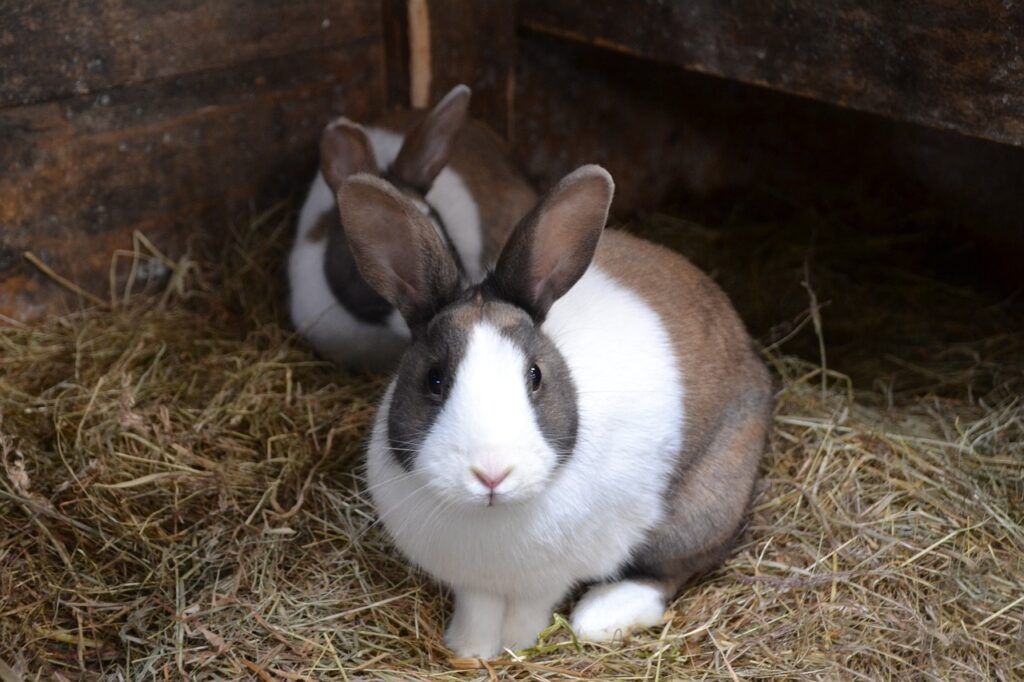 Kaninchen Gesellschaft