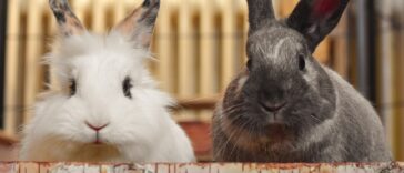 Kaninchen Gesellschaft