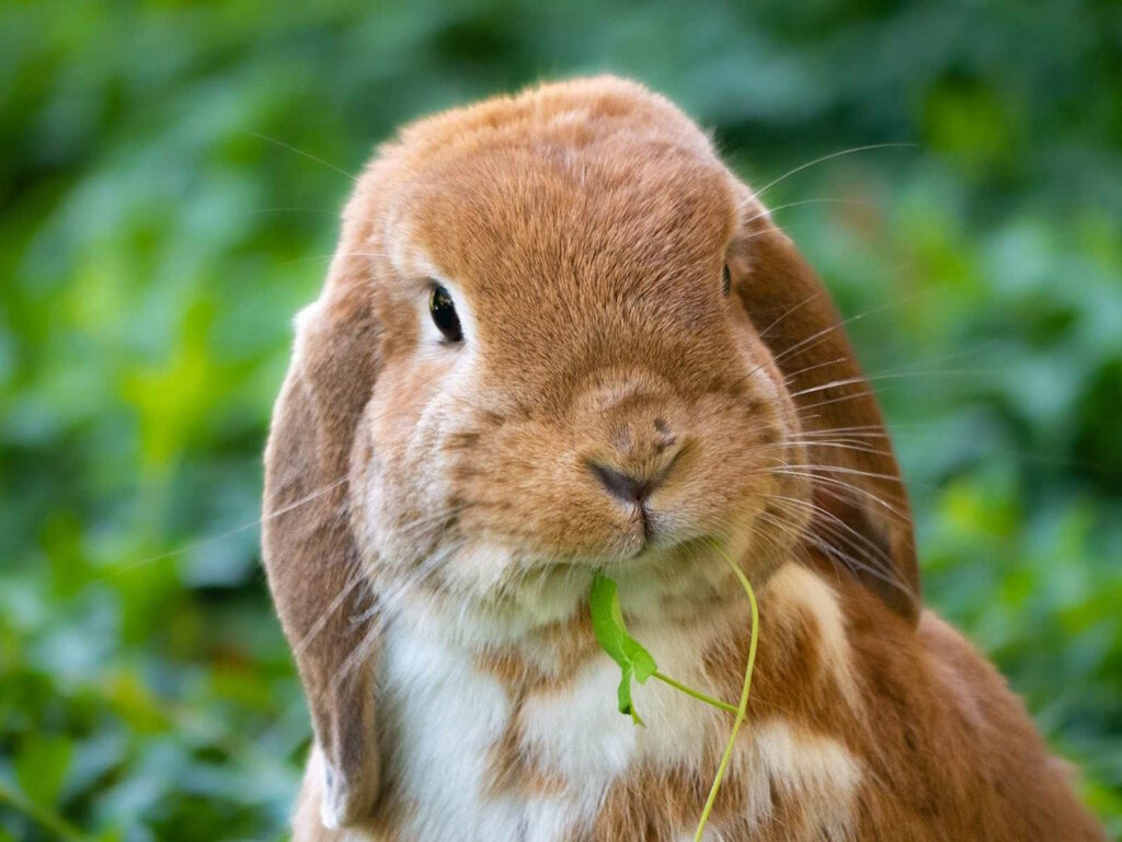 Kaninchen Zucht