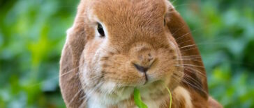 Scheinschwangerschaft