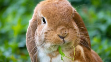 Scheinschwangerschaft