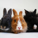 Kaninchen Gesellschaft