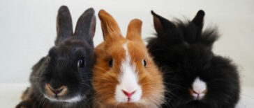 Kaninchen Gesellschaft