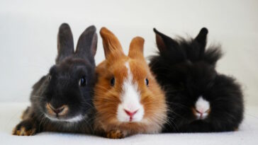 Kaninchen Gesellschaft