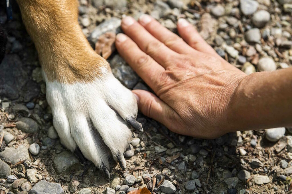 blindenführhund