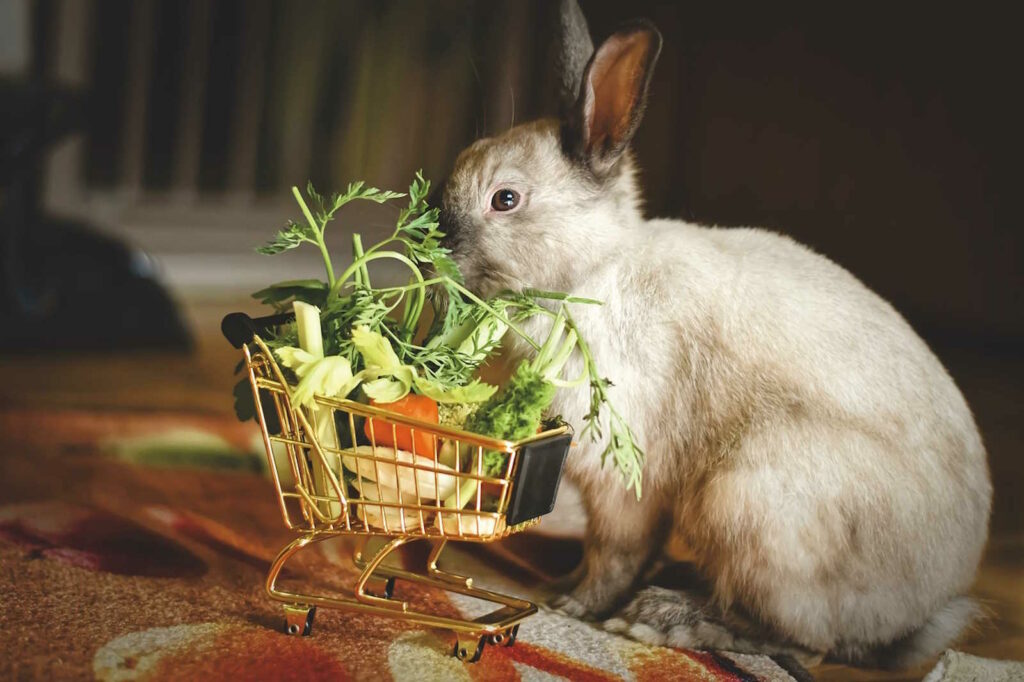 kaninchen ernährung