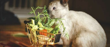 kaninchen ernährung