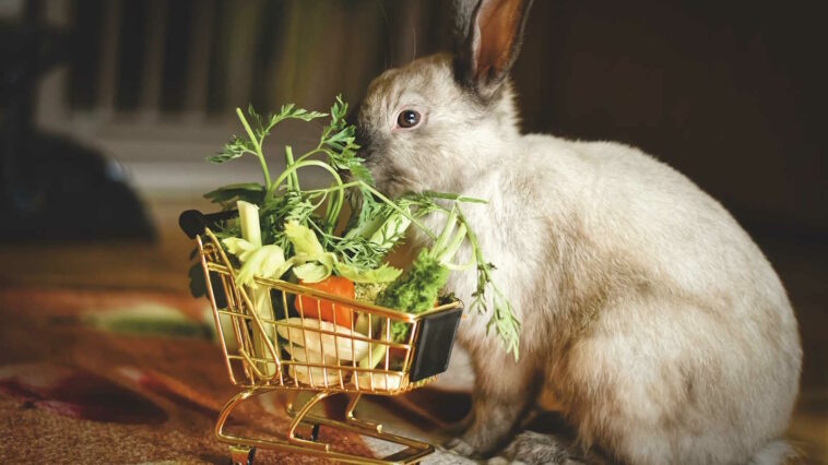 kaninchen ernährung