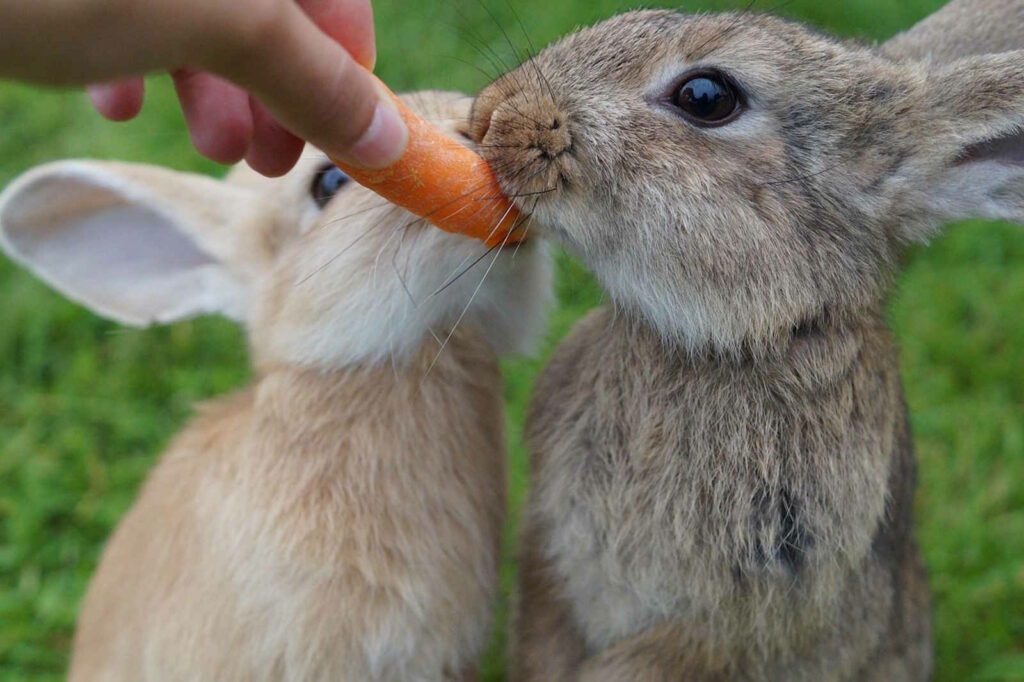 Kaninchen als Therapie-Tiere