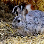 Kaninchen Gesellschaft