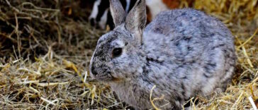 Kaninchen Gesellschaft