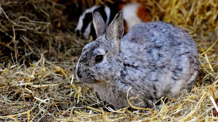 Kaninchen Gesellschaft