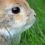 Freilebende Kaninchen